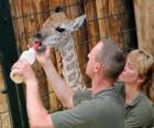 Zookeepers zürafa besleme